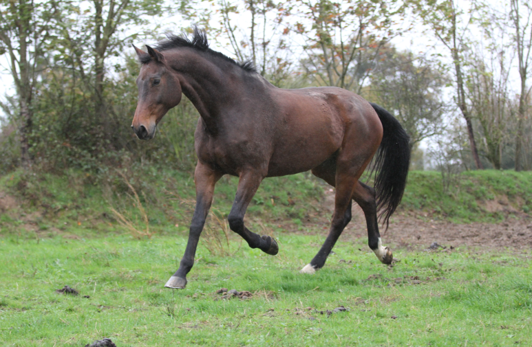 Equus project img home 1